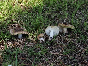  ( - FDS-CA-06724)  @11 [ ] by (2024) Justin Paulin Fungal Diversity Survey