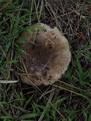  ( - FDS-CA-06724)  @11 [ ] by (2024) Justin Paulin Fungal Diversity Survey