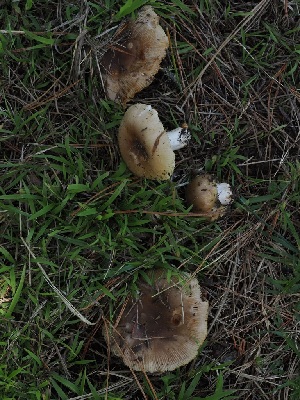  ( - FDS-CA-06724)  @11 [ ] by (2024) Justin Paulin Fungal Diversity Survey