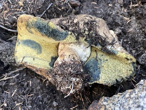  ( - FDS-CA-04871)  @11 [ ] by-nc (2024) Dean Lyons Fungal Diversity Survey