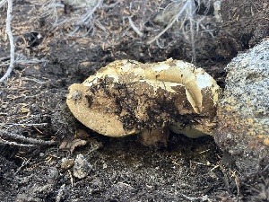  ( - FDS-CA-04871)  @11 [ ] by-nc (2024) Dean Lyons Fungal Diversity Survey