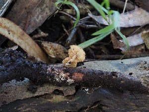  ( - FDS-CA-06729)  @11 [ ] by (2024) Justin Paulin Fungal Diversity Survey