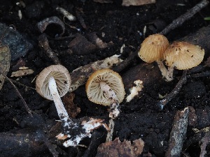  ( - FDS-CA-06729)  @11 [ ] by (2024) Justin Paulin Fungal Diversity Survey