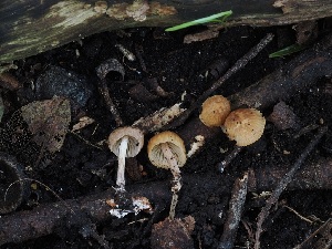  ( - FDS-CA-06729)  @11 [ ] by (2024) Justin Paulin Fungal Diversity Survey
