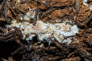  ( - FDS-CA-04875)  @11 [ ] by-nc (2024) Dean Lyons Fungal Diversity Survey