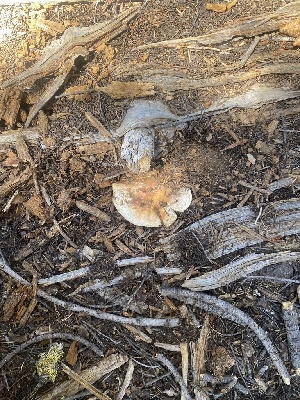  ( - FDS-CA-07501)  @11 [ ] c (2024) Marinna Grijalva Fungal Diversity Survey