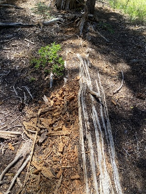  ( - FDS-CA-07501)  @11 [ ] c (2024) Marinna Grijalva Fungal Diversity Survey
