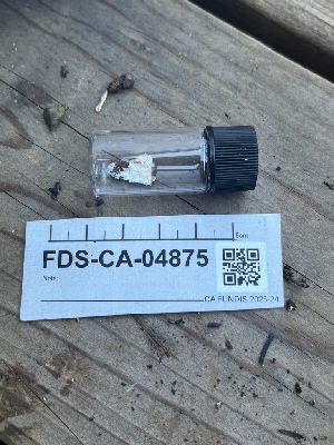  ( - FDS-CA-04875)  @11 [ ] by-nc (2024) Dean Lyons Fungal Diversity Survey