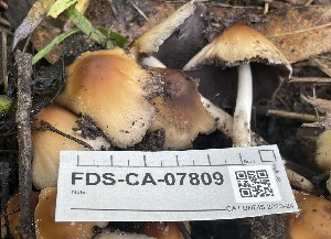  ( - FDS-CA-07809)  @11 [ ] by-nc (2024) Damon Tighe Fungal Diversity Survey