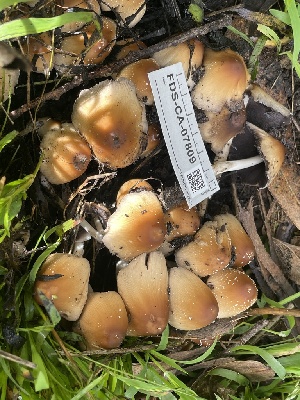  ( - FDS-CA-07809)  @11 [ ] by-nc (2024) Damon Tighe Fungal Diversity Survey