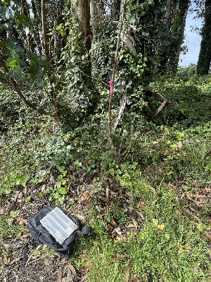  ( - FDS-CA-07809)  @11 [ ] by-nc (2024) Damon Tighe Fungal Diversity Survey