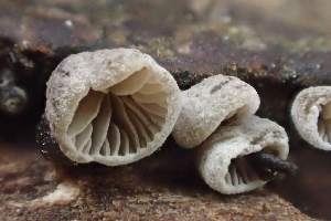  ( - FDS-CA-07807)  @11 [ ] by-nc (2024) Damon Tighe Fungal Diversity Survey
