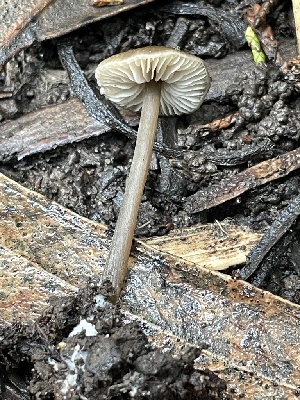 (Entoloma leptopus - FDS-CA-07817)  @11 [ ] by-nc (2024) Damon Tighe Fungal Diversity Survey