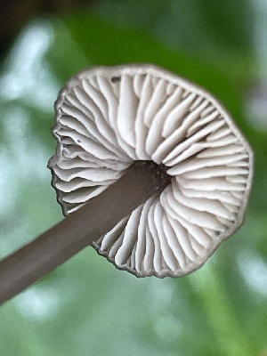  ( - FDS-CA-07817)  @11 [ ] by-nc (2024) Damon Tighe Fungal Diversity Survey