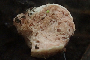  (Hydnangiaceae - FDS-CA-07820)  @11 [ ] by-nc (2024) Damon Tighe Fungal Diversity Survey