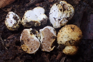  (Descomyces - FDS-CA-07819)  @11 [ ] by-nc (2024) Damon Tighe Fungal Diversity Survey