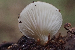  (Hohenbuehelia sp. CA03 - FDS-CA-07821)  @11 [ ] by-nc (2024) Damon Tighe Fungal Diversity Survey