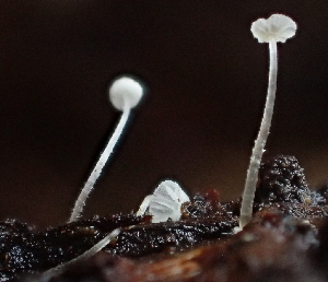  ( - FDS-CA-07822)  @11 [ ] by-nc (2024) Damon Tighe Fungal Diversity Survey