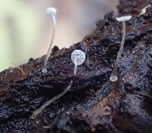  ( - FDS-CA-07822)  @11 [ ] by-nc (2024) Damon Tighe Fungal Diversity Survey