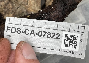  ( - FDS-CA-07822)  @11 [ ] by-nc (2024) Damon Tighe Fungal Diversity Survey