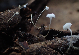  ( - FDS-CA-07823)  @11 [ ] by-nc (2024) Damon Tighe Fungal Diversity Survey