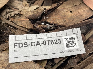  ( - FDS-CA-07823)  @11 [ ] by-nc (2024) Damon Tighe Fungal Diversity Survey