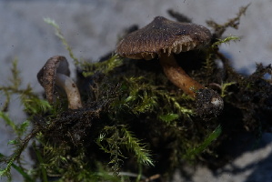  ( - FDS-CA-05469)  @11 [ ] by-nc (2024) Unspecified Fungal Diversity Survey
