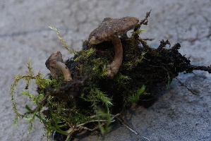  ( - FDS-CA-05469)  @11 [ ] by-nc (2024) Unspecified Fungal Diversity Survey