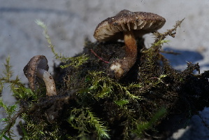  ( - FDS-CA-05469)  @11 [ ] by-nc (2024) Unspecified Fungal Diversity Survey