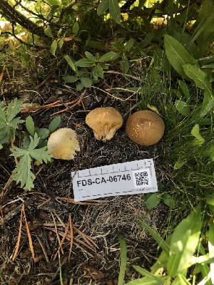  ( - FDS-CA-06746)  @11 [ ] by (2024) Justin Paulin Fungal Diversity Survey