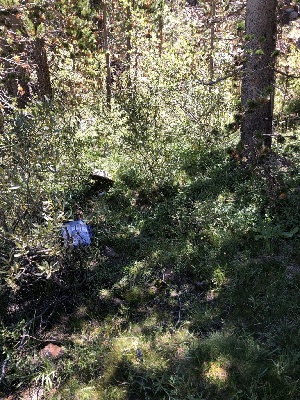  ( - FDS-CA-06746)  @11 [ ] by (2024) Justin Paulin Fungal Diversity Survey