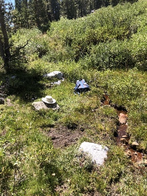  ( - FDS-CA-06747)  @11 [ ] by (2024) Justin Paulin Fungal Diversity Survey