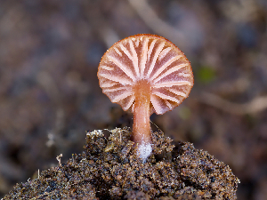  ( - FDS-CA-06731)  @11 [ ] by (2024) Justin Paulin Fungal Diversity Survey