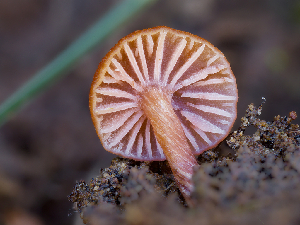  ( - FDS-CA-06731)  @11 [ ] by (2024) Justin Paulin Fungal Diversity Survey