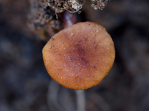  ( - FDS-CA-06731)  @11 [ ] by (2024) Justin Paulin Fungal Diversity Survey