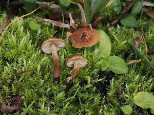  (Mallocybe sp. PNW10 - FDS-CA-06734)  @11 [ ] by (2024) Justin Paulin Fungal Diversity Survey