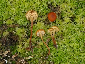  ( - FDS-CA-06737)  @11 [ ] by (2024) Justin Paulin Fungal Diversity Survey