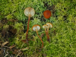  ( - FDS-CA-06737)  @11 [ ] by (2024) Justin Paulin Fungal Diversity Survey