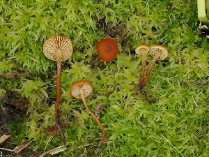  ( - FDS-CA-06737)  @11 [ ] by (2024) Justin Paulin Fungal Diversity Survey