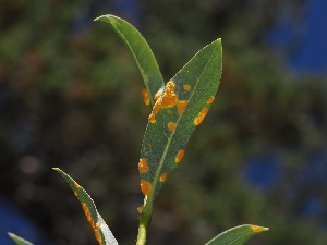  ( - FDS-CA-06738)  @11 [ ] by (2024) Justin Paulin Fungal Diversity Survey