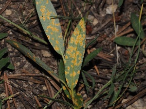  (Melampsora sp. epitea-CA02 - FDS-CA-06738)  @11 [ ] by (2024) Justin Paulin Fungal Diversity Survey