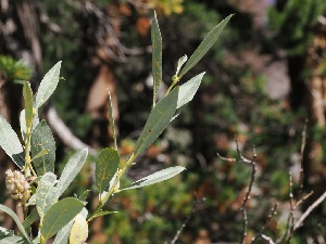  ( - FDS-CA-06738)  @11 [ ] by (2024) Justin Paulin Fungal Diversity Survey