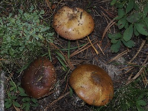  ( - FDS-CA-06744)  @11 [ ] by (2024) Justin Paulin Fungal Diversity Survey