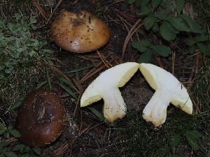  ( - FDS-CA-06744)  @11 [ ] by (2024) Justin Paulin Fungal Diversity Survey