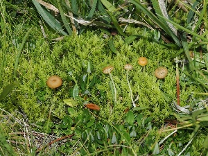  ( - FDS-CA-06747)  @11 [ ] by (2024) Justin Paulin Fungal Diversity Survey