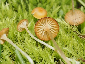  ( - FDS-CA-06747)  @11 [ ] by (2024) Justin Paulin Fungal Diversity Survey
