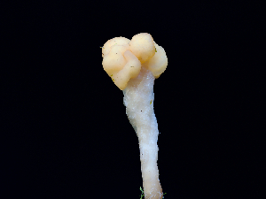  ( - FDS-CA-06751)  @11 [ ] by (2024) Justin Paulin Fungal Diversity Survey