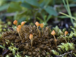  ( - FDS-CA-06751)  @11 [ ] by (2024) Justin Paulin Fungal Diversity Survey