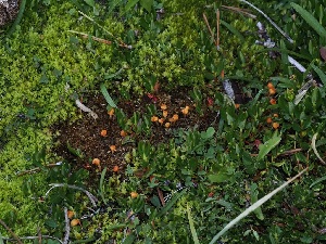  ( - FDS-CA-06751)  @11 [ ] by (2024) Justin Paulin Fungal Diversity Survey