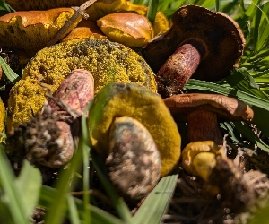  ( - FDS-CA-05251)  @11 [ ] c (2024) Andrew Claassen Fungal Diversity Survey
